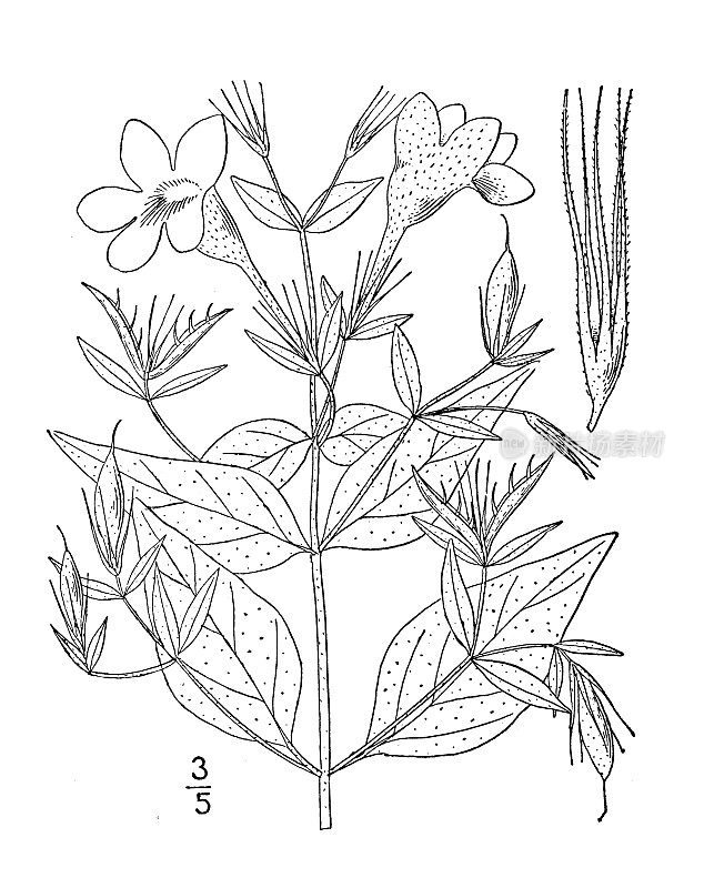 古植物学植物插图:长柄Ruellia pedunculata，潜行的Ruellia